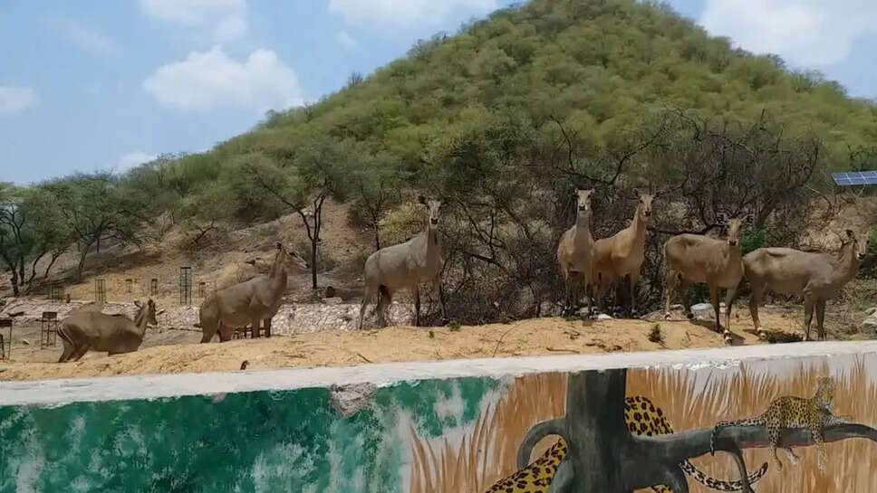 राजस्थान में वन्यजीवों की गणना: 24 घंटे का विशेष अभियान शुरू!