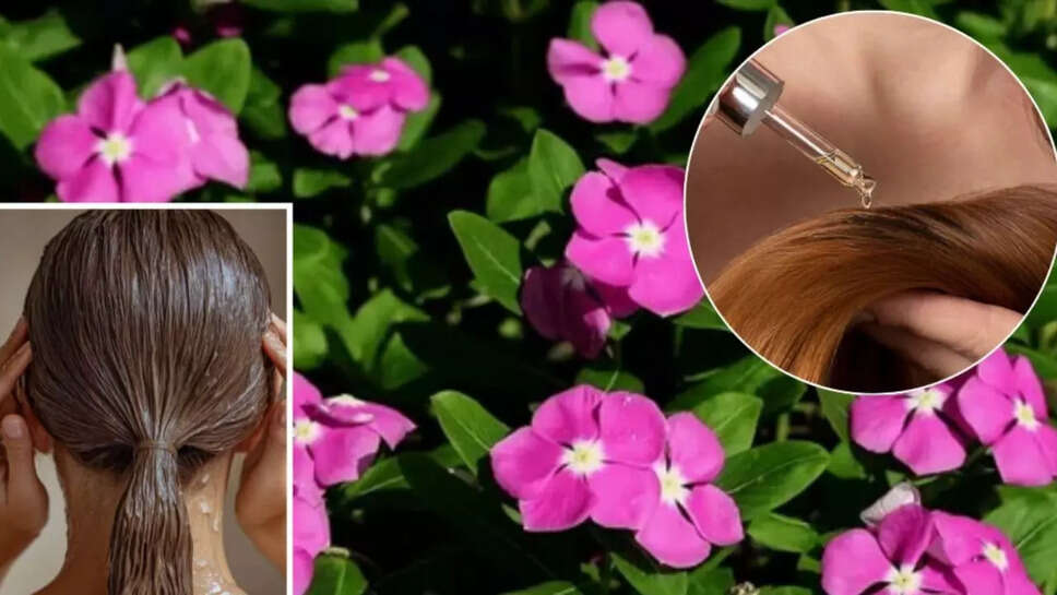 सदाबहार फूलों के अद्भुत लाभ: बालों की देखभाल का प्राकृतिक तरीका