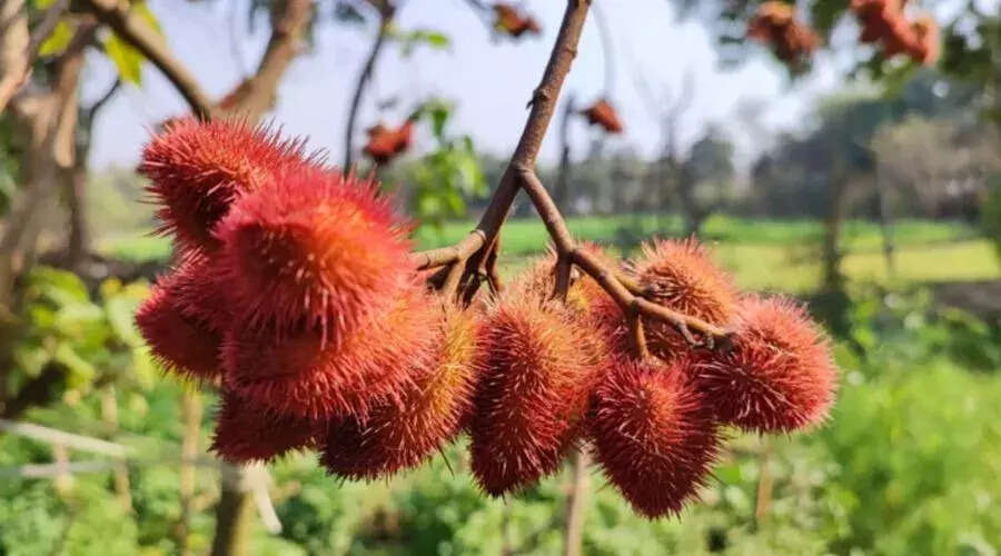 सिंदूर: भारतीय संस्कृति का एक अनमोल प्रतीक और इसका महत्व