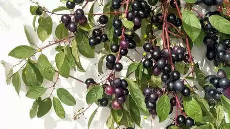 नीलबड़ी: एक औषधीय पौधा जो सेहत के लिए है वरदान!