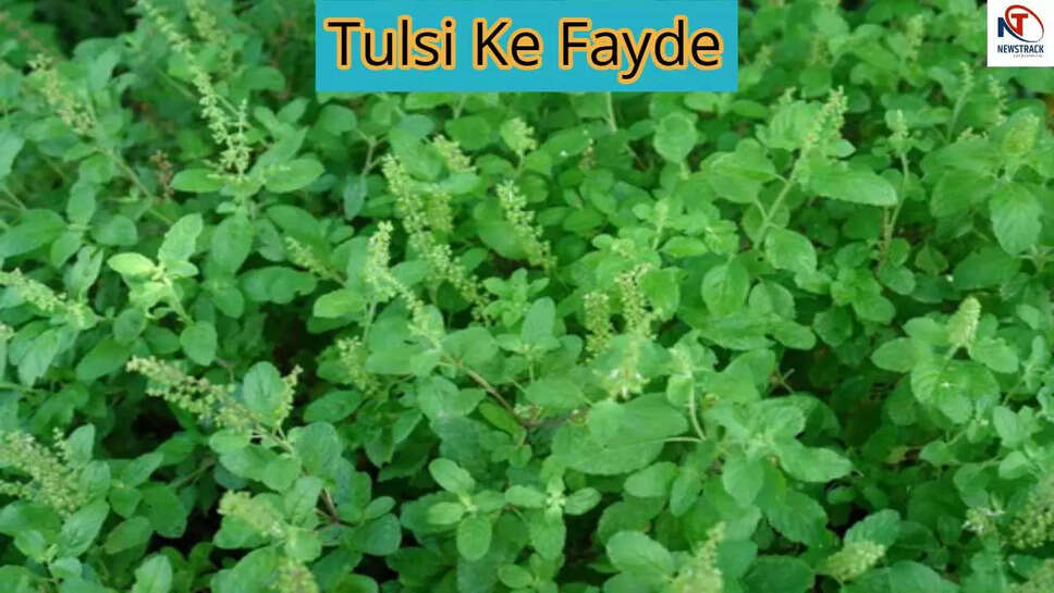 तुलसी: मानसून में इम्यूनिटी बढ़ाने का प्राकृतिक उपाय!