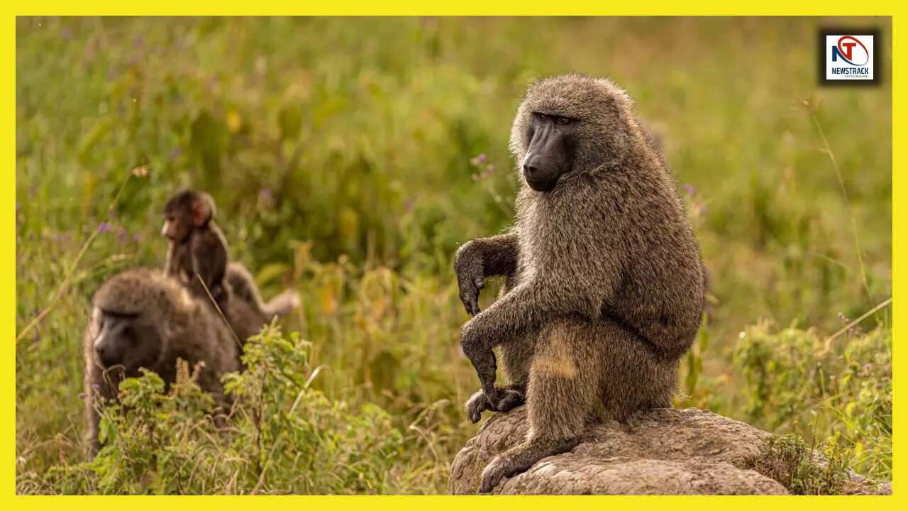 बबून की अद्भुत दुनिया: जानिए क्यों चलते हैं ये जानवर सीधी लाइन में?