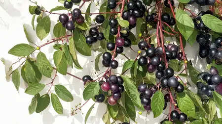 नीलबड़ी: एक अद्भुत औषधीय पौधा जो आपके स्वास्थ्य के लिए है फायदेमंद!