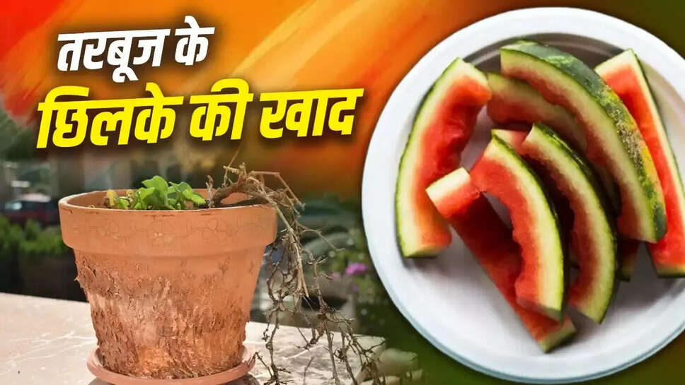 तरबूज के छिलकों से बनाएं प्राकृतिक खाद: जानें इसके फायदे और बनाने का तरीका