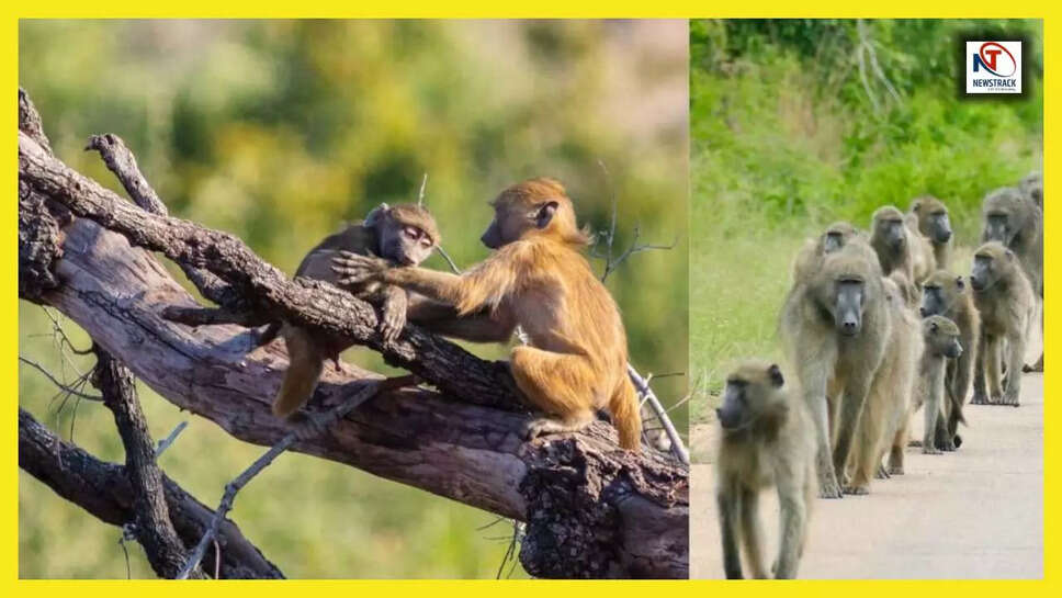 बबून की अद्भुत दुनिया: जानिए क्यों चलते हैं ये जानवर सीधी लाइन में?