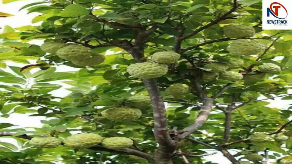 क्या आप जानते हैं शरीफा के अद्भुत स्वास्थ्य लाभ?