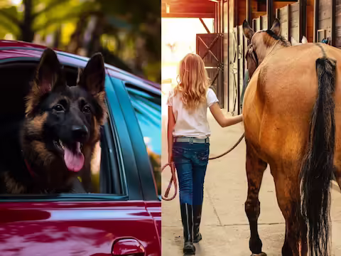 दुनिया में कई ऐसे देश हैं जहां जानवरों के साथ इतना बुरा बर्ताव किया जाता है कि जानकर आपकी रूह कांप जाएगी। कहीं कुत्तों को जलाने का उत्सव मनाया जाता है तो कहीं बैलों और गिद्धों को अपने मनोरंजन के लिए लड़ाकर मार डाला जाता है। लेकिन कई जगहों पर जानवरों का खास ख्याल रखा जाता है। यहां उनकी सुरक्षा (पशु कल्याण अधिनियम) के लिए अलग-अलग नियम-कायदे बनाए गए हैं। ऐसी ही एक जगह है फ्लोरिडा (Florida Animal Laws) में जहां जानवरों की देखभाल के लिए कई तरह के कानून हैं लेकिन ये सुनने में बेहद अजीब हैं.  डेली स्टार न्यूज वेबसाइट की एक रिपोर्ट के मुताबिक अमेरिका के फ्लोरिडा राज्य में कुत्तों को लेकर एक अजीबोगरीब कानून बनाया जा रहा है. अगर यह कानून पास हो जाता है तो कोई भी कुत्ता कार की खिड़की से सिर बाहर निकालकर यहां नहीं आ सकेगा। फ्लोरिडा में जानवरों की देखभाल और सुरक्षा के लिए कई कानून हैं। इस नए डॉग लॉ के बारे में जानने से पहले आइए जानें कि यहां घोड़ों के बारे में क्या नियम हैं।  घोड़े की चोरी मौत से दंडनीय है फ़्लोरिडा में घोड़े की चोरी करने पर फांसी की सज़ा मौत (हॉर्स स्टेलिंग लॉ फ़्लोरिडा) है। कानून की किताबों में मृत्युदंड का उल्लेख है, हालांकि, इसे अब लागू नहीं किया जाता है। इसके बजाय, दोषियों को अब 5 साल तक की जेल या 4 लाख रुपये का जुर्माना हो सकता है। बिल एसबी 932 कुत्तों के अलावा अन्य जानवरों की देखभाल से संबंधित मामलों को भी कानून बनाता है, जैसे कि बिल्लियों के नाखून काटना, ईस्टर से पहले खरगोशों को बेचना आदि।  आपकी गोद में बैठकर कुत्ते गाड़ी भी नहीं चला सकते इतना ही नहीं, इस बिल के तहत पशु दुर्व्यवहार करने वालों का पता लगाया जाएगा और उन्हें पंजीकृत किया जाएगा और उन्हें पशु खरीदने या किसी और को बेचने पर प्रतिबंध लगा दिया जाएगा। जानवरों के साथ अश्लील हरकत करते पकड़े जाने वाले लोगों पर भी प्रतिबंध लगाया जाएगा। इस बिल के तहत कोई भी ड्राइवर कुत्तों को गोद में लेकर गाड़ी नहीं चला सकेगा और न ही कार की छत पर उनके साथ सफर कर सकेगा। अगर कोई कुत्ता कार की खिड़की से अपना सिर बाहर निकाल लेता है, तो उसकी आंखों को खतरा होता है। तेज हवा के कारण किडनी के साथ आंखों में कंकड़-पत्थर जाने का खतरा रहता है। अगर कुत्ते का कान भी सिर से हटा दिया जाए तो बड़ा खतरा है। ऐसे में लोगों को क्या सजा दी जाएगी यह तय नहीं है, लेकिन एक बात तो साफ है कि अगर कोई कुत्ता ऐसा करते पकड़ा गया तो उसे कड़ी से कड़ी सजा दी जाएगी. अब जब घोड़ों के मामले में कड़ी सजा होगी तो कुत्तों के मामले में भी वही सख्त सजा दी जाएगी.