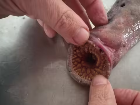 दुनिया में कई तरह के जानवर रहते हैं। जितना हम जानते हैं, उतना अभी भी हमारी दृष्टि से बाहर है। खासकर ऐसे कई जीव समुद्री दुनिया में छिपे हुए हैं।