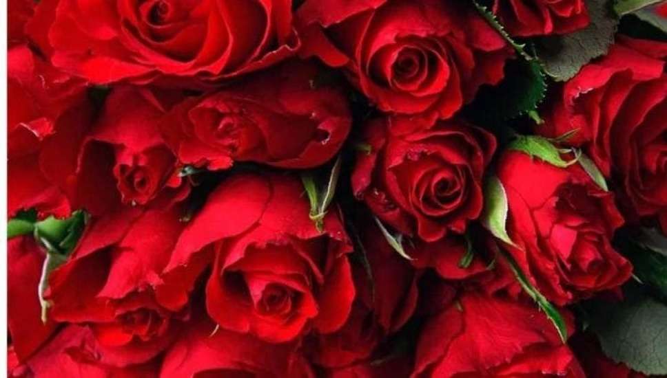 Rose Day 2024: कब और क्यों मनाते हैं रोज डे? जानिए कपल्स के लिए वैलेंटाइन वीक का पहला दिन क्यों होता है खास