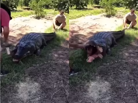 कौन नहीं जानता कि मगरमच्छ कितना खूंखार और खतरनाक होता है। ऐसे न जाने कितने वीडियो सोशल मीडिया पर देखने को मिलते हैं। जिसमें मगरमच्छ न सिर्फ इंसानों बल्कि बड़े खतरनाक जानवरों को भी आसानी से शिकार करते नजर आ रहे हैं। ऐसे में एक वीडियो वायरल हो रहा है जिसमें एक शख्स मगरमच्छ के शरीर में पूरी तरह समा गया है. जिसे देख सोशल मीडिया पर लोग माथा टेकने पर मजबूर हो गए। लोग यह समझने की कोशिश करने लगे कि इंसान को यह पागलपन क्यों और कैसे हुआ।  Earth_animals_pix के इंस्टाग्राम अकाउंट पर शेयर किए गए एक वीडियो में आप एक शख्स को मगरमच्छ के पेट में रेंगते हुए देखकर हैरान रह जाएंगे. वायरल वीडियो में एक शख्स मगरमच्छ के मुंह से हाथ निकालकर मदद मांगता नजर आ रहा है. चौंकाने वाले वीडियो को अब तक 6.65 लाख से ज्यादा लाइक्स मिल चुके हैं।   मगरमच्छ के पेट में घुसा जिंदा आदमी! वायरल वीडियो में एक बहुत बड़ा मगरमच्छ नजर आ रहा है. जिसके मुंह से अचानक एक जिंदा इंसान का हाथ दिखाई देता है। मुंह से निकलते हुए हाथ में एक छड़ी पकड़ी हुई है और एक शख्स मगरमच्छ की पूंछ पकड़कर बैठा नजर आ रहा है. शख्स अपना हाथ मुंह से बाहर निकालकर मदद के लिए चिल्लाता है और बाहर खड़ा एक शख्स उसका हाथ पकड़कर मगरमच्छ के मुंह से बाहर खींचता नजर आ रहा है. इतना कि यूजर्स हैरान रह गए और समझ नहीं पाए कि मगरमच्छ के पेट में सांप कैसे रह सकता है। तभी कुछ ऐसा खुलासा हुआ जिसने सभी को और भी हैरान कर दिया।   शिकारी के मुंह से रोबोट वाला एक आदमी निकला इस वीडियो को देखने के बाद लोगों ने अपना सिर पकड़ लिया और सोचने लगे कि यह व्यक्ति मूर्ख है और मगरमच्छ कमजोर है। इस वीडियो की सच्चाई कुछ और ही सामने आई है। जो लोग वीडियो देख रहे थे, वे अब तक इस पर ध्यान केंद्रित कर रहे थे, यह सोचकर कि यह असली है, वास्तव में रोबोट मगरमच्छ निकला। एक यूजर ने लिखा कि वीडियो देखने से पहले हमें कैप्शन पढ़ना चाहिए। जिसमें 'रोबोट क्रोकोडाइल' लिखा हुआ था। कुल मिलाकर यह वीडियो लोगों का ध्यान खींचने में कामयाब रहा और इसे 6.5 लाख से ज्यादा लोगों ने लाइक किया।