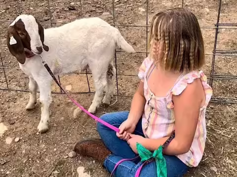 आपने ऐसे कई मामले सुने होंगे, जहां पुलिस अपराधी को पकड़ने के लिए कई किलोमीटर तक छापेमारी करती है. कई अपराधी पुलिस से बचने के लिए दूर-दराज के इलाकों में छिप जाते हैं। लेकिन पुलिस को इससे कोई फर्क नहीं पड़ता। अपराधी को पकड़ने के लिए वह कितनी भी दूरी तय कर वहां पहुंच जाता है। पहले कैलिफोर्निया पुलिस आठ सौ किलोमीटर की दूरी तय करती थी। लेकिन यह यात्रा किसी अपराधी को पकड़ने के लिए नहीं थी। पुलिस ने बकरी को पकड़ने का फैसला किया।  जी हाँ, यह मामला कैलिफोर्निया के एंडरसन से सामने आया है. यहां अवैध पालतू बकरी को कब्जे में लेने के लिए पुलिस को इतनी दूरी तय करनी पड़ी। लेकिन बकरी को इतनी दूर से लाने पर पता चला कि उसने वाकई गलत काम किया है। अपनी गलती सुधारने के लिए वह बकरी को वापस वहीं ले आया जहां से उसने पकड़ी थी। कहा जा रहा है कि इसके बाद लोगों ने इस बकरे को मार डाला और उसकी दावत खराब कर दी. आइए आपको बताते हैं आखिर क्या है बकरी के साथ ये पूरा मामला?  मां की गलती की सजा बेटी को दरअसल, पिछले साल अप्रैल में जेसिका लॉन्ग नाम की एक महिला ने अपनी बेटी को एक बकरी गिफ्ट की थी। इतने दिनों तक बकरी अपनी बेटी के पास रही। लेकिन इसके एक दिन बाद जेसिका बोली लगाकर बकरे को बेच देती है। बकरी के जाने के बाद उसकी बेटी ने खाना-पीना छोड़ दिया। जेसिका तब बकरी को उसके नए मालिकों से वापस लेने का फैसला करती है। उसने जाकर बकरी को चुरा लिया और अपने घर में छिपा दिया। बकरी के नए मालिकों ने पुलिस से शिकायत की। पुलिस आठ सौ किलोमीटर दूर जाकर बकरी को ले आई।  बकरी को मार कर खा गए पुलिस ने जेसिका से बकरी लेकर उसके नए मालिकों को सौंप दिया। जंहा इस बात का पता चलता है कि लोगों ने बकरे को मार कर उसका भोज कराया. जब जेसिका को इस बात का पता चला तो उन्होंने उसके खिलाफ मामला दर्ज करा दिया। जेसिका का कहना है कि यह उनके अधिकार के दुरुपयोग का मामला है। उनकी बेटी को बकरी से बहुत लगाव था। इसी जमीन पर उसे बकरा वापस मिला था। लेकिन पुलिस उसे हमलावरों के पास वापस ले गई। अब उनकी बेटी की किसी भी हरकत के लिए पुलिस जिम्मेदार होगी।