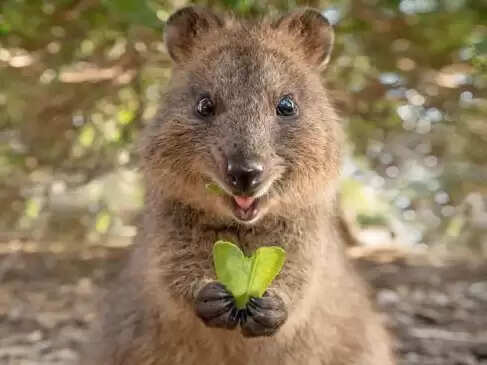 दुनिया में टैलेंट की कोई कमी नहीं है और अगर भारत की बात करें तो हमने यहां एक से बढ़कर एक टैलेंट वाले लोगों को देखा है। 