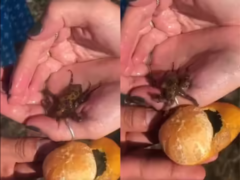 दुनिया में कई ऐसे जीव हैं जो इतने जहरीले होते हैं कि इनके संपर्क में आते ही इंसान की हालत खराब हो जाती है। लेकिन कई जीव दिखने में बहुत छोटे होते हैं लेकिन दूसरों की तुलना में अधिक जहरीले होते हैं। अब सांप को ही ले लीजिए। आपको लगता होगा कि ये ज्यादा जहरीले होते हैं क्योंकि ये लंबे होते हैं, इनसे ज्यादा जहरीला कोई जानवर नहीं होता। लेकिन ये सच नहीं है, ऑक्टोपस (सबसे जहरीला ऑक्टोपस वीडियो) इतना जहरीला होता है कि ये मिनटों में आदमी की जान ले सकता है और हाल ही में एक महिला ने गलती से इसे अपने हाथ में उठा लिया.  ट्विटर अकाउंट @HowThingsWork_ अक्सर आश्चर्यजनक वीडियो पोस्ट करता है। हाल ही में इस अकाउंट पर एक वीडियो शेयर किया गया था जिसमें एक महिला नीले ऑक्टोपस को पकड़े हुए है। यह दिखने में छोटा होता है लेकिन इतना जहरीला होता है कि इसका अंदाजा लगाना नामुमकिन है। इस ऑक्टोपस से जुड़ी जानकारी वीडियो के साथ दी गई है।    एक ऑक्टोपस एक मिनट में 20 लोगों की जान ले सकता है वीडियो के साथ कैप्शन में लिखा है- इस महिला को नहीं पता था कि उसने ब्लू रिंग्ड ऑक्टोपस उठाया है जिसका जहर साइनाइड से हजार गुना ज्यादा जहरीला है और सिर्फ एक मिनट में 20 लोगों की जान ले सकता है। डरावनी बात यह है कि इसके काटने के निशान इतने छोटे होते हैं और दर्द इतना कम होता है कि कई लोगों को पता ही नहीं चलता कि उन्हें काटा गया है। वीडियो में आप देख सकते हैं कि कैसे वह महिला के हाथ पर चलता है और फिर अचानक दूसरे हाथ में मौजूद संतरे पर रेंगने लगता है.  वीडियो वायरल हो रहा है वीडियो को अब तक 37 लाख से ज्यादा व्यूज मिल चुके हैं जबकि कई लोगों ने कमेंट कर अपनी प्रतिक्रिया दी है. कई लोग सोच रहे थे कि क्या महिला मर चुकी है! एक ने कहा कि प्रकृति में हर चीज को छूने, उठाने या दुलारने की जरूरत नहीं होती, कुछ चीजों को देखकर ही दूर हो जाना चाहिए। एक ने बताया कि जानवरों में नीला रंग बनाना बहुत मुश्किल होता है, जिसे प्रकृति के अनुसार जहर माना जाता है. नीले रंग का जीव दिखे तो उससे दूर ही रहें।