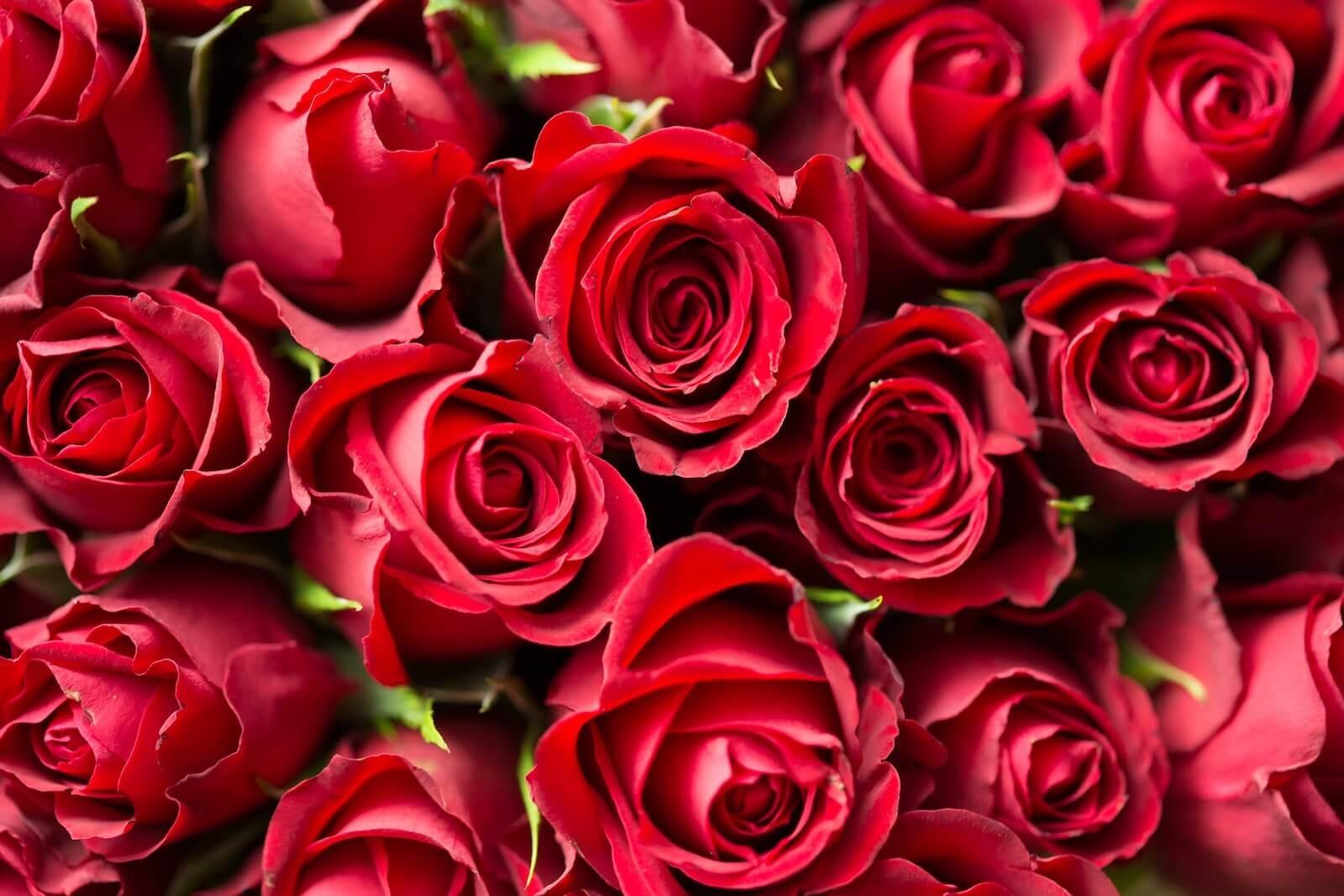 Rose Day 2024: प्यार का महीना चल रहा है। वैलेंटाइन डे इसी महीने यानी फरवरी में मनाया जा सकता है. वैलेंटाइन वीक एक हफ्ते पहले ही शुरू हो जाता है, जिसका हर दिन खास होता है। पहला दिन यानी 7 फरवरी को सड़क दिवस के रूप में मनाया जाता है। गुलाब प्रेम का प्रतीक है। ऐसे में गुलाब के बिना प्यार का सप्ताह अधूरा है। गुलाब प्यार का इजहार करने का एक खूबसूरत तरीका है। इसके अलावा गुलाब कई अन्य भावनाओं को भी व्यक्त करने में सक्षम है। आप अलग-अलग रंगों के गुलाब देकर सामने वाले को अपनी भावनाएं व्यक्त कर सकते हैं। बहुत से लोग जानते हैं कि लाल गुलाब प्यार का प्रतीक है। लेकिन क्या आप जानते हैं कि पीला, नारंगी और गुलाबी गुलाब किसे दिया जाता है और उनका क्या मतलब होता है? आइए जानते हैं गुलाब के हर रंग का भावनात्मक मतलब, ताकि हम सही व्यक्ति को गुलाब का सही रंग दे सकें।  लाल गुलाब लाल रंग प्रेम और सुहाग का प्रतीक है। विवाहित स्त्रियाँ अपने पति की लम्बी उम्र के लिए लाल जूते, लाल सिन्दूर और लाल चूड़ियाँ पहनती हैं। वहीं, लाल गुलाब भी इसी तरह के प्यार को दर्शाता है। अगर आप रोज डे पर अपने पार्टनर को गुलाब देना चाहते हैं तो लाल रंग सबसे उपयुक्त रहेगा। लाल फूल दिखाएंगे प्यार की गहराई. वहीं, अगर आप किसी से अपने प्यार का इजहार करना चाहते हैं तो उन्हें लाल फूल गिफ्ट करें।  गुलाबी गुलाब गुलाबी गुलाब न सिर्फ देखने में खूबसूरत लगते हैं बल्कि उनके रंग का भी एक खास मतलब होता है। गुलाबी गुलाब उन लोगों को दिया जा सकता है जो आपके जीवन में खास हैं। यह रंग प्यार और रिश्ते की गहराई को महसूस करने या व्यक्त करने का प्रतीक है। आप अपने सबसे अच्छे दोस्त को गुलाबी गुलाब दे सकते हैं। अगर आप धन्यवाद भी कहना चाहते हैं तो गुलाबी गुलाब देकर अपना आभार व्यक्त करें।  पीला गुलाब रोज डे पर पीला गुलाब भी दिया जा सकता है. पीला फूल मित्रता का प्रतीक है। अगर आप किसी से दोस्ती करना चाहते हैं तो इस दिन का इंतजार करें। उन्हें पीला गुलाब देकर जताएं कि आप उनसे दोस्ती करना चाहते हैं। अगर आपका पार्टनर आपका गुलाब स्वीकार कर लेता है तो समझ लीजिए कि उसने आपकी दोस्ती स्वीकार कर ली है।यहां दोस्ती की एक नई शुरुआत होती है। पीला गुलाब रिश्ते की शुरुआत का भी प्रतीक है। दरअसल, कोई भी रिश्ता तभी मजबूत होता है जब उसमें मैत्रीपूर्ण भावनाएं शामिल हों।  नारंगी गुलाब नारंगी गुलाब आकर्षण का प्रतीक है। अगर आप किसी को पसंद करते हैं और उसके साथ अपना रिश्ता दोस्ती से आगे बढ़ाना चाहते हैं तो उसे नारंगी गुलाब दें। आप किसी व्यक्ति को इस रंग का गुलाब देकर बता सकते हैं कि आप उन्हें पसंद करते हैं। उन्हें समझना चाहते हैं और अपने रिश्ते को अधिक समय देना चाहते हैं। किसी के सम्मान में नारंगी गुलाब भी दिया जा सकता है।
