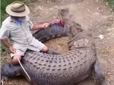 सोशल मीडिया पर हर तरह के वीडियो वायरल होते रहते हैं जिसमें लोग जानवरों से जुड़े वीडियो को पसंद करते हैं। अगर क्लिप खतरनाक जंगली जानवरों से संबंधित है, तो इसे सबसे ज्यादा व्यूज मिलते हैं। अब तक आपने लोगों को मगरमच्छ से दूर भागते देखा होगा। 