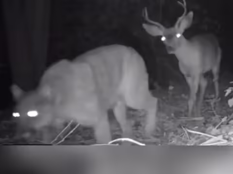 सोशल मीडिया का प्रचलन बढ़ता जा रहा है। जहां आप एक क्लिक पर सबकुछ देख सकते हैं। और आपको किसी और प्लेटफॉर्म की जरूरत नहीं है। न कागज और न टीवी। इस प्लेटफॉर्म पर वाइल्डलाइफ से जुड़े वीडियो को खूब शेयर और व्यूज मिलते हैं। जहां जानवर मस्ती और शरारत करते हैं, वहीं भयंकर जानवरों के संघर्ष और शिकार के दिल दहला देने वाले वीडियो भी हैं। लेकिन इस बार एक ऐसा वीडियो देखने को मिला जिसमें शिकार और दरिंदा एक-दूसरे के करीब होने के बावजूद आराम से चलते नजर आ रहे हैं.  आईपीएस दीपांशु काबरा ने ट्विटर पर एक वीडियो शेयर किया, जिसमें तेंदुए और हिरण को साथ-साथ चलते देख लोग हैरान रह गए। एक ओर जहां शेर-चीता देखते ही हिरण पर हमला करने लगता है, वहीं दूसरी ओर जंगल से शिकारी और शिकारी की दोस्ती का ऐसा वीडियो सामने आया, जिसे लोगों ने खूब पसंद किया. और वीडियो देखने के बाद लोगों ने पूछा 'ये रिश्ता क्या कहलाता है'।   तेंदुए और हिरण के साथ चलते कैमरे में कैद जंगल में जीवन आसान नहीं है। बिना संघर्ष के जीना मुश्किल हो जाता है। इसलिए भयभीत शिकारियों को जीविकोपार्जन के लिए शिकार करने के लिए मजबूर होना पड़ता है, जहां आमतौर पर बाहुबली और शक्तिशाली जानवर हिरण जैसे जानवरों का शिकार करके पूरे परिवार का भरण-पोषण करते हैं। यही कारण है कि शेर और चीते जैसे खूंखार परभक्षियों को देखकर हिरण भाग जाते हैं। लेकिन हिरण जैसे कम ताकत वाले जानवरों के लिए इनसे दूर रहना ही बेहतर है। लेकिन सोशल मीडिया पर एक ऐसा ही वीडियो वायरल हो रहा है जिसमें हिरण खुद तेंदुए के पीछे जाता नजर आ रहा है.   वीडियो देखकर लोगों ने कहा जंगल में चुनाव है! यह जंगल में एक अंधेरी रात है। हो सकता है कि वन्यजीव फोटोग्राफरों ने जंगल में एक कैमरा छिपा रखा हो, ताकि वे जंगली जानवरों की गतिविधियों पर नजर रख सकें। इसी कैमरे ने कुछ ऐसा कैद किया जिसे देखकर लोग हैरान रह गए। एक हिरन भी चमकीली आँखों से चीते के पीछे पीछे चल रहा था, मानो उसे चीते से कोई डर ही न हो। तभी तो आईपीएस ने वीडियो शेयर करने के साथ ही इसे कैप्शन दिया 'ये रिश्ता क्या कहलाता है'. सोशल मीडिया पर लोगों ने इस वीडियो पर एक से एक मजेदार कमेंट लिखे हैं, जिसे पढ़कर आप दिन भर हंसने पर मजबूर हो जाएंगे. वीडियो को 1 लाख से ज्यादा व्यूज मिल चुके हैं।