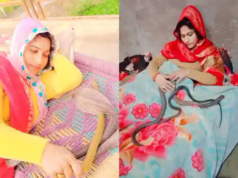 सांप एक ऐसा जानवर है जिसे टीवी पर या चिड़ियाघर में बंद पिंजरे में देखने पर समान रूप से डर लगता है, लेकिन अगर वही जानवर आपके सामने रेंगता है, तो डर आपकी स्थिति को और खराब कर देता है। लेकिन एक महिला सांप के साथ इतनी दोस्ताना होती है कि आप सोचेंगे कि वह उसका प्रेमी है और महिला उसके साथ छेड़खानी कर रही है! इन दिनों इस महिला का कुछ वीडियो (Woman Sleep with Snakes Video) खूब वायरल हो रहा है.  इंस्टाग्राम अकाउंट @rekharani8717 सुनीता बाई (स्नेक वुमन वीडियो) नाम की महिला का है, जिसके 25 हजार से ज्यादा फॉलोअर्स हैं। महिला अपने इंस्टाग्राम पर कई वीडियो पोस्ट करती रहती है, लेकिन ज्यादातर में वह खतरनाक सांपों के साथ नजर आ रही है. इनमें से कई सांप कोबरा भी हैं। महिलाओं के ये वीडियो देखकर आप सोच में पड़ जाएंगे कि यह महिला है या सांप!    एक महिला सांप के साथ खेलती नजर आई हाल ही में एक वीडियो वायरल हो रहा है जिसे 17 लाख से ज्यादा व्यूज मिल चुके हैं. इस वीडियो में वह अपने बेड पर कंबल ओढ़कर बैठी हैं और साथ में दो सांप भी रखे हुए हैं. दोनों सांप उसके ऊपर चढ़कर उसके शरीर पर चढ़े हुए हैं और महिला बिना किसी डर के उसके पास बैठी है। यह अकेला वीडियो नहीं है जिसमें एक महिला ऐसा कर रही है।  एक अन्य वीडियो में वह बिस्तर पर लेटी हुई हैं और उनके बगल में सांप लेटे हुए हैं। उनकी बॉडी लैंग्वेज से लग रहा है कि उन्हें सांपों से बिल्कुल भी डर नहीं लगता।  वीडियो पर लोग तरह-तरह के कमेंट कर रहे हैं वीडियो पर लोग तरह-तरह के कमेंट कर रहे हैं. कई लोगों का कहना है कि लड़की खुद सांप जैसी दिखती है। वीडियो पर एक शख्स ने कमेंट किया कि वीडियो के बाद सांप उसे मार सकता है। कई लोग तो यह भी कह रहे हैं कि सांप के जहरीले दांत टूटे हुए हैं, यही वजह है कि महिला इतनी आसानी से उनके पास मौजूद हो जाती है.