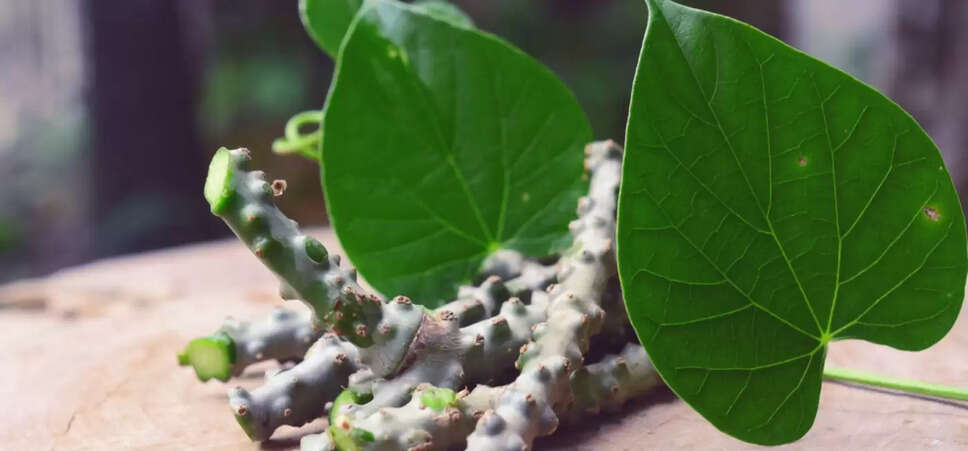 गिलोय सेहत के लिए बहुत ही फायदेमंद औषधि है। यह एक जड़ी-बूटी है जिसका उपयोग भारतीय संस्कृति में सदियों से किया जाता रहा है। गिलोय का इस्तेमाल कई तरह से किया जाता है। इसके तने का अधिकतर प्रयोग किया जाता है। इसकी जड़ का भी प्रयोग किया जाता है। गिलोय को आप जूस, कैप्सूल या पाउडर के रूप में इस्तेमाल कर सकते हैं। आप गिलोय का काढ़ा बनाकर नियमित रूप से पी सकते हैं। यह सेहत के लिए बहुत फायदेमंद होता है।  हेल्थलाइन में प्रकाशित एक समाचार लेख के अनुसार, गिलोय का उपयोग भारत में सदियों से औषधि के रूप में किया जाता रहा है। यह प्रतिरक्षा प्रणाली को मजबूत करता है। ब्लड शुगर लेवल सही बनाए रखने जैसी कई समस्याओं में गिलोय का जूस फायदेमंद होता है। गिलोय का रोजाना सेवन सेहत के लिए बहुत फायदेमंद होता है। आइए आज हम आपको गिलोय के फायदों के बारे में बताते हैं।  1. सही पाचन: आजकल तेजी से बदलती लाइफ स्टाइल, खान-पान की वजह से पेट से जुड़ी कई समस्याओं का सामना करना पड़ता है. विदेशी फास्ट फूड और ज्यादा तेल मसाले वाला खाना खाने से अपच, गैस, पेट फूलना, एसिडिटी जैसी पेट की कई समस्याएं हो जाती हैं। इससे निजात पाने के लिए कुछ आयुर्वेदिक तरीके बेहद फायदेमंद होते हैं। उन्हीं में से एक है गिलोय। गिलोय पेट के लिए बहुत फायदेमंद होती है। यह पाचन में सुधार करता है। इसके सेवन से कब्ज दूर होती है। इससे पेट की अच्छे से सफाई होती है।  2. डायबिटीज में फायदेमंद गिलोय का जूस डायबिटीज के मरीजों के लिए बहुत फायदेमंद होता है. यह हाई ब्लड शुगर लेवल को कम करने में फायदेमंद है। इसके रोजाना सेवन से शुगर को नियंत्रित किया जा सकता है।   3. कोलेस्ट्रॉल गिलोय का जूस पीने से कोलेस्ट्रॉल कम करने में मदद मिलती है. कोलेस्ट्रॉल के मरीजों के लिए यह बहुत फायदेमंद होता है। गिलोय में एंटीऑक्सीडेंट और एंटी-इंफ्लेमेटरी गुण होते हैं। गिलोय हाई कोलेस्ट्रॉल के लिए जिम्मेदार टॉक्सिन्स को शरीर से बाहर निकालती है।    4. गठिया: गिलोय में एंटी-इंफ्लेमेटरी और एंटी-रूमेटिक गुण होते हैं। यह गठिया के इलाज और इसके लक्षणों से राहत दिलाने में बहुत मददगार है। गिलोय के तने वाले भाग को दूध में उबालकर सेवन करने से जोड़ों के दर्द में आराम मिलता है। यह गठिया रोग में बहुत लाभकारी होता है।   5. अस्थमा के लिए फायदेमंद गिलोय अस्थमा के मरीजों के लिए बहुत फायदेमंद होती है। गिलोय का उपयोग अस्थमा से संबंधित समस्याओं जैसे सीने में जकड़न, खांसी, सांस लेने में तकलीफ आदि में किया जाता है। गिलोय की जड़ को चबाना या गिलोय का रस पीना दमा के रोगियों के लिए लाभदायक होता है।