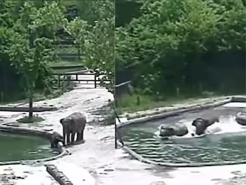 माता-पिता के पास जाने से बच्चे प्यारे होते हैं। चाहे इंसान का बच्चा हो या जानवर। यदि कोई बच्चा मुसीबत में है, तो माता-पिता उसे बचाने के लिए अपनी जान दे देते हैं। हम हाथी को एक ऐसे जानवर के रूप में देखते हैं जो आम तौर पर लोगों पर हमला नहीं करता। लेकिन बात जब बच्चों की आती है तो कुछ भी कर जाती है। किसी तरह वह अपने बच्चे को मुसीबत से बाहर निकालता है। ऐसा ही एक वीडियो इन दिनों सोशल मीडिया पर वायरल हो रहा है। वीडियो पुराना है लेकिन लोग इसे खूब पसंद कर रहे हैं.  वीडियो को ट्विटर पर @Gabriele_Corno अकाउंट से शेयर किया गया था। ये दक्षिण कोरिया की राजधानी सियोल के एक चिड़ियाघर का बताया जा रहा है. इसमें दिख रहा है कि हाथी और हाथी अपने बच्चे को बचाने के लिए अपनी जान कुर्बान कर देते हैं। आखिरकार, वे उसे बचाते हैं और झील से बाहर लाते हैं। पोस्ट किए जाने के एक घंटे में ही इसे करीब चार हजार बार देखा जा चुका है। इस पर सैकड़ों लोगों ने कमेंट किए हैं.   हाथी डर जाता है वीडियो में देखा जा सकता है कि हाथी का बच्चा अपनी मां के साथ पानी पीने के लिए तालाब में आता है और फिसलकर तालाब में गिर जाता है. यह देखकर हाथी डर जाता है। उसे लगता है कि बच्चा डूब जाएगा। इसी बीच वहां एक और हाथी भी आ जाता है, जिसके बाद दोनों उसे बचाने के लिए झील में उतर जाते हैं और बच्चे को बचाकर वापस ले आते हैं। कुछ दूर एक अन्य हाथी भी बच्चे को गिरते देख व्याकुल हो जाता है। बच्चे के प्रति हाथियों का प्यार देखकर लोग भावुक हो रहे हैं।   थाईलैंड का वीडियो वायरल हुआ था इससे पहले थाईलैंड से एक वीडियो वायरल हो रहा था. इसमें एक हाथी अपने बच्चे को कीचड़ भरी पहाड़ी पर फिसलना सिखा रही थी। एक हाथी माँ न केवल बच्चे का मार्गदर्शन करती है बल्कि उसे नए सबक भी सिखाती है। इसमें वह बच्चे को मिट्टी से नीचे धकेलती नजर आ रही हैं। बाद में बच्चा अपनी माँ की नकल करता है और अपने आप रेंगना शुरू कर देता है।