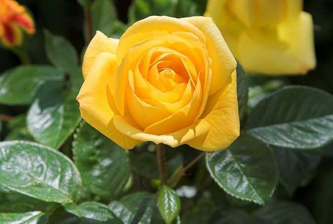 Rose Day 2024: प्यार का महीना चल रहा है। वैलेंटाइन डे इसी महीने यानी फरवरी में मनाया जा सकता है. वैलेंटाइन वीक एक हफ्ते पहले ही शुरू हो जाता है, जिसका हर दिन खास होता है। पहला दिन यानी 7 फरवरी को सड़क दिवस के रूप में मनाया जाता है। गुलाब प्रेम का प्रतीक है। ऐसे में गुलाब के बिना प्यार का सप्ताह अधूरा है। गुलाब प्यार का इजहार करने का एक खूबसूरत तरीका है। इसके अलावा गुलाब कई अन्य भावनाओं को भी व्यक्त करने में सक्षम है। आप अलग-अलग रंगों के गुलाब देकर सामने वाले को अपनी भावनाएं व्यक्त कर सकते हैं। बहुत से लोग जानते हैं कि लाल गुलाब प्यार का प्रतीक है। लेकिन क्या आप जानते हैं कि पीला, नारंगी और गुलाबी गुलाब किसे दिया जाता है और उनका क्या मतलब होता है? आइए जानते हैं गुलाब के हर रंग का भावनात्मक मतलब, ताकि हम सही व्यक्ति को गुलाब का सही रंग दे सकें।  लाल गुलाब लाल रंग प्रेम और सुहाग का प्रतीक है। विवाहित स्त्रियाँ अपने पति की लम्बी उम्र के लिए लाल जूते, लाल सिन्दूर और लाल चूड़ियाँ पहनती हैं। वहीं, लाल गुलाब भी इसी तरह के प्यार को दर्शाता है। अगर आप रोज डे पर अपने पार्टनर को गुलाब देना चाहते हैं तो लाल रंग सबसे उपयुक्त रहेगा। लाल फूल दिखाएंगे प्यार की गहराई. वहीं, अगर आप किसी से अपने प्यार का इजहार करना चाहते हैं तो उन्हें लाल फूल गिफ्ट करें।  गुलाबी गुलाब गुलाबी गुलाब न सिर्फ देखने में खूबसूरत लगते हैं बल्कि उनके रंग का भी एक खास मतलब होता है। गुलाबी गुलाब उन लोगों को दिया जा सकता है जो आपके जीवन में खास हैं। यह रंग प्यार और रिश्ते की गहराई को महसूस करने या व्यक्त करने का प्रतीक है। आप अपने सबसे अच्छे दोस्त को गुलाबी गुलाब दे सकते हैं। अगर आप धन्यवाद भी कहना चाहते हैं तो गुलाबी गुलाब देकर अपना आभार व्यक्त करें।  पीला गुलाब रोज डे पर पीला गुलाब भी दिया जा सकता है. पीला फूल मित्रता का प्रतीक है। अगर आप किसी से दोस्ती करना चाहते हैं तो इस दिन का इंतजार करें। उन्हें पीला गुलाब देकर जताएं कि आप उनसे दोस्ती करना चाहते हैं। अगर आपका पार्टनर आपका गुलाब स्वीकार कर लेता है तो समझ लीजिए कि उसने आपकी दोस्ती स्वीकार कर ली है।यहां दोस्ती की एक नई शुरुआत होती है। पीला गुलाब रिश्ते की शुरुआत का भी प्रतीक है। दरअसल, कोई भी रिश्ता तभी मजबूत होता है जब उसमें मैत्रीपूर्ण भावनाएं शामिल हों।  नारंगी गुलाब नारंगी गुलाब आकर्षण का प्रतीक है। अगर आप किसी को पसंद करते हैं और उसके साथ अपना रिश्ता दोस्ती से आगे बढ़ाना चाहते हैं तो उसे नारंगी गुलाब दें। आप किसी व्यक्ति को इस रंग का गुलाब देकर बता सकते हैं कि आप उन्हें पसंद करते हैं। उन्हें समझना चाहते हैं और अपने रिश्ते को अधिक समय देना चाहते हैं। किसी के सम्मान में नारंगी गुलाब भी दिया जा सकता है।