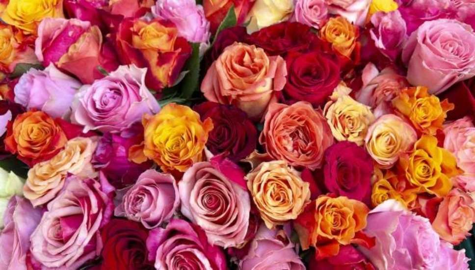 Rose Day 2024: गुलाब के हर रंग का होता है खास मतलब, देने से पहले भावनाओं के मुताबिक करें चयन