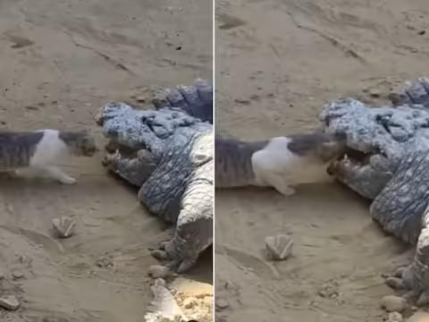 बिल्लियाँ बहुत शरारती, जिद्दी और होशियार होती हैं, हालाँकि लोग उन्हें प्यार और पालन-पोषण करते हैं, लेकिन ये बिल्लियाँ अपने मालिकों के साथ भी अपने नखरे नहीं छोड़ती हैं और उन्हें अपने नखरों को उठाने के लिए मजबूर करती हैं। जिसे उनके प्रजनकों ने सहर्ष स्वीकार कर लिया है। बिल्ली को शेयर मासी कहा जाता है, इसलिए अक्सर देखा जाता है कि वह किसी से नहीं डरती। खुद को दोगुना करता है और सीधे खतरनाक जानवरों से पंगा लेता है। जैसा उन्होंने इस वायरल वीडियो में मगरमच्छ के साथ किया था.  ऐसा ही एक वीडियो इंस्टाग्राम पर वायरल हो रहा है comedy_reels_meme जिसमें बिल्ली की बहादुरी देखकर आप हैरान रह जाएंगे, एक बिल्ली ने आराम कर रहे मगरमच्छ के मुंह में हाथ डाला और उसे काटकर खा गई। बिल्ली की बहादुरी ने साबित कर दिया कि वो असल में शेर की मौसी है, वो किसी से नहीं डरती. इस वीडियो को 1.50 लाख से ज्यादा लाइक्स मिल चुके हैं.   बिल्ली ने मगरमच्छ का डटकर मुकाबला किया वायरल हुए वीडियो में नजर आ रहा है कि बिल्ली सोते हुए मगरमच्छ के काफी करीब पहुंच जाती है.मगरमच्छ का मुंह खुला हुआ था. इसलिए दिल्ली ने ऐसी बहादुरी दिखाई कि उसने मगरमच्छ के मुंह में हाथ डाला और अंदर से एक टुकड़ा निकाल कर भाग गई. बिल्ली की इस हिम्मत से दर्शक हैरान रह गए। न केवल बिल्ली मगरमच्छ के करीब आई, जिसके खिलाफ सबसे बड़ा जानवर सीटी बजाता था, बल्कि वह सीधे शैतान के मुंह से काटकर भाग गया, और सबसे आश्चर्यजनक बात यह है कि बिल्ली बिना किसी नुकसान के बच निकली। यहां तक ​​कि मगरमच्छ ने भी उसे कोई नुकसान नहीं पहुंचाया जो कि बेहद अजीब है।  बिल्ली की हिम्मत देखकर लोग हैरान रह गए बिल्ली की हिम्मत का यह वीडियो लोगों को खूब पसंद आ रहा है. ये तो सभी जानते हैं कि बिल्ली को शेर की बुआ कहा जाता है। क्योंकि ये सभी एक ही प्रजाति के जानवर हैं। यही कारण है कि बिल्ली अक्सर कुछ ऐसा कर जाती है जिससे लोग उसकी बहादुरी को अच्छे से समझ जाते हैं। बिल्ली अपनी ताकत से दोगुनी ताकत से जानवर को भी धक्का देकर डरा देती है। जबकि वह खुद किसी से नहीं डरती हैं। वह अपने मालिक से बिल्कुल भी नहीं डरती। बल्कि उसका पालन-पोषण करने वाले ही उसके क्रोध को बढ़ाते हैं। इस वीडियो को डेढ़ लाख से ज्यादा लोग लाइक कर चुके हैं.