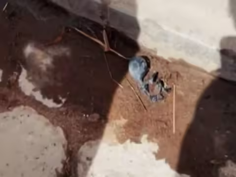 एलियंस को आपने कई बार फिल्मों और टीवी सीरियल्स में देखा होगा। इन एलियंस के सबूत के कई वीडियो सोशल मीडिया पर पोस्ट किए जा चुके हैं। लेकिन इनमें से अधिकतर नकली कहलाते हैं। कभी आसमान में यूएफओ देखे जाने के दावे होते हैं तो कभी कोई और कहानी सामने आती है। बोलीविया का एक छोटा सा गांव इन दिनों एलियन्स की वजह से चर्चा में है। कहा जा रहा है कि कुछ दिन पहले इस गांव में एक यूएफओ उतरा था। इसके बाद वहां एक एलियन का शव मिला।  जी हां, एक एलियन की लाश मिलने की खबर ने इस छोटे से गांव को रातोंरात शहर की चर्चा बना दिया। हालांकि कहा जा रहा है कि जैसे ही लोगों ने शव को देखा वह अचानक सबके सामने से गायब हो गया. सबूत के तौर पर उसका शव पड़ा रहा, जिसे लोग घसीटते रहे। इस रियल लाइफ एलियन की डेड बॉडी की तस्वीर सोशल मीडिया पर शेयर होते ही वायरल हो गई। हालांकि News18 इस खबर की पुष्टि नहीं करता है. हम आपको सोशल मीडिया पर चल रही चर्चा के आधार पर इस खबर के बारे में बता रहे हैं।   एक बहुत छोटा सा गाँव कम ही लोग बोलिवियाई गांव के बारे में जानते हैं जहां यह घटना हुई थी। 2001 की जनगणना में यहां की आबादी 1300 थी। हालांकि अब इस एलियन के शव को लेकर गांव में बड़ी चर्चा शुरू हो गई है. स्थानीय लोगों के मुताबिक यह एलियन नीले रंग का और बहुत छोटा था। उनके मुताबिक शव मिलने के दो दिन पहले लोगों ने आसमान में हरा रंग देखा था। अब अंदाजा लगाया जा रहा है कि यह रोशनी किसी यूएफओ की थी। लोगों का यह भी कहना है कि उन्होंने अंधेरे में कई छोटे-छोटे बच्चों जैसे जीव देखे। लेकिन उन्होंने कभी नहीं सोचा था कि ये एलियंस हो सकते हैं।