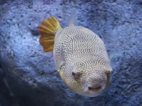 कुछ लोग शाकाहारी खाना पसंद करते हैं तो कुछ लोग मांस और मछली खाना पसंद करते हैं। इसमें भी वे कुछ खास जानवरों का मांस खाना पसंद करते हैं। ऐसी ही एक महिला ने अपने पति के साथ मछली खरीदी। खाना बनाने और खाने के बाद उसे क्या पता था कि यह उसकी जिंदगी का आखिरी खाना होगा।  डेलीस्टार की रिपोर्ट के मुताबिक, महिला ने मलेशिया से एक खास तरह की मछली खरीदी थी। इसे पफरफिश कहते हैं, जो गोल आकार की मछली होती है। वृद्ध दंपत्ति को मछुआरे पर पूरा भरोसा था और उन्होंने मछली को एक विशेष मलेशियाई व्यंजन के रूप में खरीदा और उसे पकाने और खाने की योजना बनाई। उन्हें नहीं पता था कि मछली पेट में जाकर क्या जादू करेगी।  मछली खाने के बाद मौत हो गई बुजुर्ग दंपती की बेटी ने बताया कि उसके माता-पिता ने एक मछुआरे से मछली ली थी, जिससे वे पिछले 4 साल से मछली खरीद रहे थे. चूँकि उसने उन्हें पहले ही मछली दे दी थी, इसलिए उन्होंने इसके बारे में ज़्यादा नहीं सोचा। मलेशिया में हेल्थ एंड यूनिटी कमेटी के अध्यक्ष जौहर के मुताबिक, दंपति ने मछली को साफ किया, पकाया और खाया। हालांकि इसे खाने के बाद महिला को सांस लेने और हिलने-डुलने में दिक्कत होने लगी। एक घंटे बाद उसके पति को भी तकलीफ हुई। जब तक उसका बेटा उसे अस्पताल ले गया तब तक महिला की मौत हो चुकी थी।  जहरीली पफर मछली यह बूढ़ा जोड़ा घर लाया पफरफिश जहरीली है। महिला की मौत का कारण फूड पॉइजनिंग भी था। पफर फिश को ठीक से साफ नहीं किया गया था और इसके जहर से बुढ़िया के अंगों ने काम करना बंद कर दिया था। महिला का पति अभी कोमा में है और उसका इलाज चल रहा है। फूड एंड एडमिनिस्ट्रेशन के मुताबिक, पफर फिश में कई जहरीले रसायन होते हैं, जो अक्सर पकाने या फ्रीज करने के बाद भी खत्म नहीं होते हैं। अगर जहरीला हिस्सा न हटाया जाए तो पूरा मांस जहरीला हो जाता है। हो सकता है इस मामले में भी ऐसा ही हुआ हो।