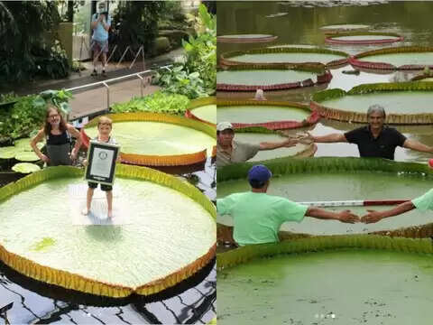 गिनीज वर्ल्ड रिकॉर्ड्स में ऐसे नामों की कमी नहीं है जो अपने प्राकृतिक गुणों के कारण रिकॉर्ड बनाने में कामयाब रहे हैं। कुदरत ने किसी को छोटा कद दिया, फिर उसे नाम मिला, तो किसी को इतना बड़ा बना दिया कि वह लोगों के अचरज का पात्र बन गया। इन दोनों मॉडलों में अद्वितीय और अजूबा होने के कारण उन प्राकृतिक वस्तुओं ने विश्व कीर्तिमान स्थापित किया। इसी तर्ज पर गिनीज वर्ल्ड रिकॉर्ड्स में एक पैन का नाम इतना बड़ा होने के कारण दर्ज किया गया है कि इसमें एक नहीं बल्कि दो किंग साइज बेड समा सकते हैं।  गिनीज वर्ल्ड रिकॉर्ड्स एक ऐसे रिकॉर्ड के बारे में बताता है जो दुनिया का सबसे बड़ा पत्ता है। जो आपको हैरान कर देगा। यह एक ऐसा पत्ता है जिसका नाम अपने विशाल आकार के कारण गिनीज वर्ल्ड रिकॉर्ड में दर्ज है। पानी में पाए जाने वाले पौधे को 'विक्टोरिया बोलिवियाना वॉटरलिली' कहा जाता है।   क्या आपने कभी इतना बड़ा पत्ता देखा है? सोशल साइट पर एक ऐसे पेज का जिक्र सुनकर लोग हैरान रह जाते हैं, जो अपने आकार के कारण लोगों के बीच चर्चा का विषय बना हुआ है। इसके साथ ही उनका नाम गिनीज वर्ल्ड रिकॉर्ड में भी दर्ज है। यह पैन डबल बेड से बड़ा होता है और पानी में रहता है। इसे देखकर ऐसा लगता है जैसे किसी ने पानी में बिछौना बिछा दिया हो। ऊंचाई आमतौर पर 9 फीट 2 इंच से अधिक हो जाती है। जानकारी के मुताबिक इस पत्ते का साइज 10 फीट 6 इंच था, जो बढ़कर 11 फीट हो गया है।   पत्तियां 2-2 राजा आकार के बिस्तरों में फिट होंगी यह विश्व रिकॉर्ड जल संयंत्र उत्तर-पूर्वी बोलीविया में एल बेनी के ललनोस डी मोक्सोस सवाना में पाया जाता है। विक्टोरिया बोलिविया नाम का यह पौधा वॉटरलिली की सबसे बड़ी प्रजाति है, इतना बड़ा कि शेयर की गई तस्वीर में इसे उठाने के लिए 7 लोगों को एक साथ काम करना पड़ा, नहीं तो यह पत्ते को संभाल नहीं पाता. बोलिविया में @kewgardens और उनके सहयोगियों @larinconadascz ने मिलकर इस अनूठी खोज को पूरा किया।