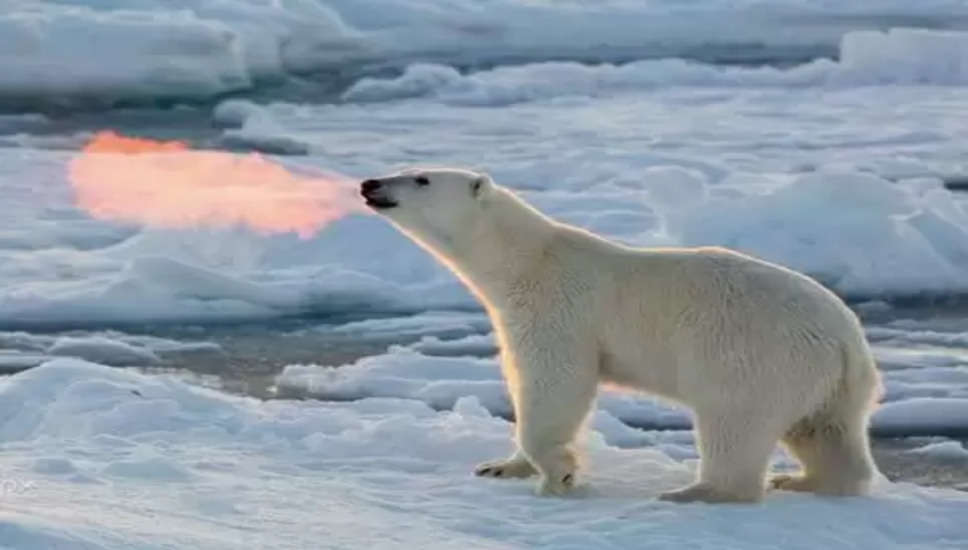 उत्तरी ध्रुव बर्फ की मोटी चादर से ढका हुआ है। यहां इंसानों का रहना मुश्किल है, लेकिन एक जानवर यहां बड़े आराम से रहता है। इस जानवर का नाम ध्रुवीय भालू है। कोई फर्क नहीं पड़ता कि वे कितने प्यारे दिखते हैं, ध्रुवीय भालू बहुत खतरनाक होते हैं और इंसानों को विशेष रूप से उनसे खतरा होता है।