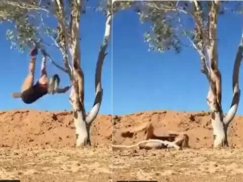 सोशल मीडिया क्या नहीं कर सकता? लोग जल्द से जल्द आम लोगों के बीच लोकप्रिय होने और ढेर सारे व्यूज और लाइक पाने के लिए कुछ भी करने को मजबूर हो जाते हैं और फिर वो भूल जाते हैं कि उनकी छोटी या जरा सी लापरवाही उन्हें कितना प्रभावित कर सकती है। कभी-कभी आपको दिखाने के लिए देना पड़ता है। ऐसा ही एक वीडियो सोशल मीडिया पर वायरल हो रहा है। जहां लड़की ने पेड़ पर चढ़कर ऐसा स्टंट किया कि वह डाल सहित जमीन पर गिर पड़ी.  ट्विटर अकाउंट @peoplerepentlng पर शेयर किए गए एक वीडियो में एक महिला को पेड़ की शाखा से लटकते हुए स्टंट करते हुए देखा जा सकता है। लेकिन स्टंट के दौरान ज्यादा ताकत का इस्तेमाल करना महिला के लिए महंगा साबित हुआ। और डाली टूट गई, जिसकी महिला भी चंद सेकेंड में नीचे गिर गई। वीडियो देखने के बाद आपको महिला का दर्द महसूस होगा और आपको हंसी भी आएगी.   टहनी पर लटक कर स्टंट करना था वायरल वीडियो में एक लड़की पेड़ की पतली डाल पकड़कर छलांग लगाती नजर आ रही है. मतलब वह पेड़ से लटककर स्टंट करने की कोशिश कर रही थी। वह कुछ कदम उठाने में भी सक्षम थी। लेकिन जैसे ही वह बंदरों की तरह और उछला, पेड़ की पतली शाखा मर गई और वह पतली शाखा के साथ जमीन पर गिर पड़ा। कुछ समय पहले बड़े ही अंदाज से स्टंट कर रही ये लड़की गिरते ही बिलखने को मजबूर हो गई.   पेड़ की टहनी टूटते ही बालिका गिर गई लड़की ने स्टंट करते समय नहीं सोचा था कि उसका शो इतना भारी होगा, उसे वीडियो से गिरते हुए देखकर इतनी हंसी आई, लेकिन उसके कराहने से आप आसानी से अंदाजा लगा सकते हैं कि उसे कितनी गहरी चोट लगी होगी. अगर उसने अपने स्टंट के लिए एक घने पेड़ की शाखा का इस्तेमाल किया होता, तो स्टंट पूरा हो जाता और उसे कैमरे पर गंभीर रूप से अपमानित नहीं होना पड़ता। स्टंट फेल होने के वीडियो को करीब 3 लाख व्यूज मिल चुके हैं।